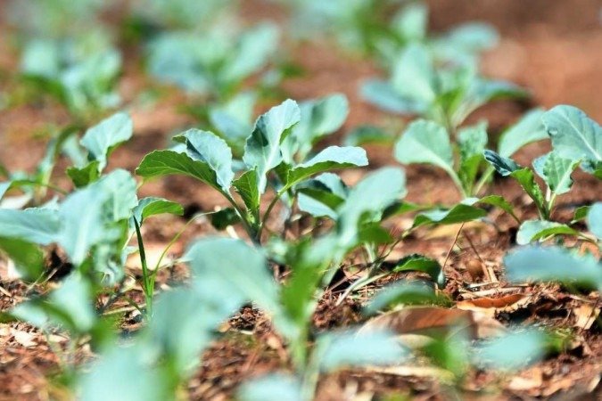 Oficina gratuita na UnB ensina a cultivar hortaliças e ervas medicinais em casa
- (crédito: Ed Alves/CB) Oficina gratuita na UnB ensina a cultivar hortaliças e ervas medicinais em casa
- (crédito: Ed Alves/CB)