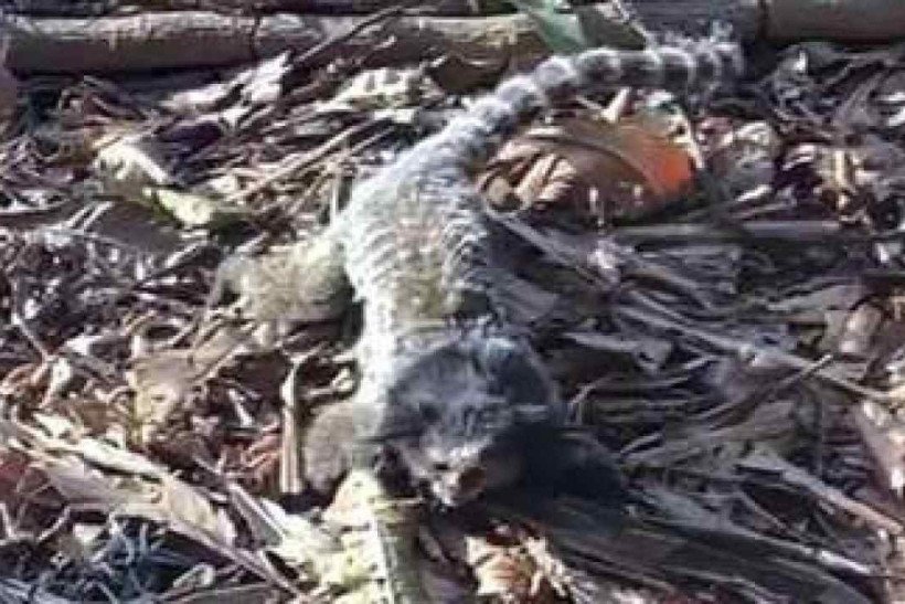 Homem é preso suspeito de envenenar saguis em Juiz de Fora