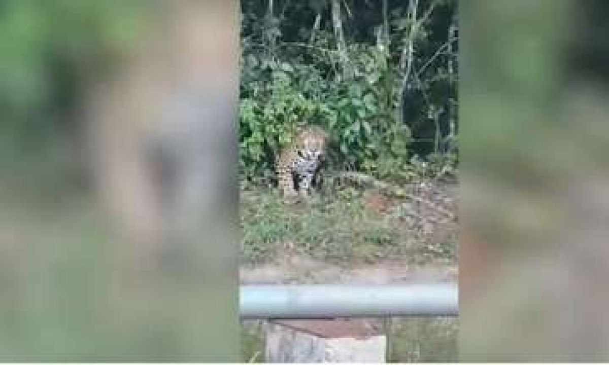 Vídeo: Motoristas avistam onça-parda no Morro do Chapéu