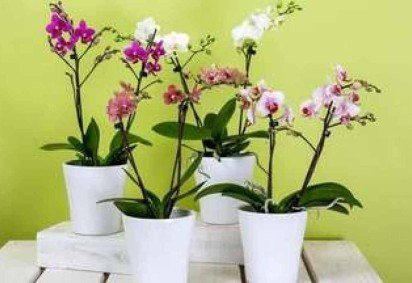 As flores frescas proporcionam beleza natural que alivia e ajuda a baixar os níveis de estresse e ansiedade - (crédito: RainerBerns/Pixabay) As flores frescas proporcionam beleza natural que alivia e ajuda a baixar os níveis de estresse e ansiedade - (crédito: RainerBerns/Pixabay)