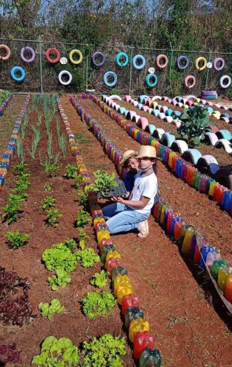 Estudantes cultivando a horta