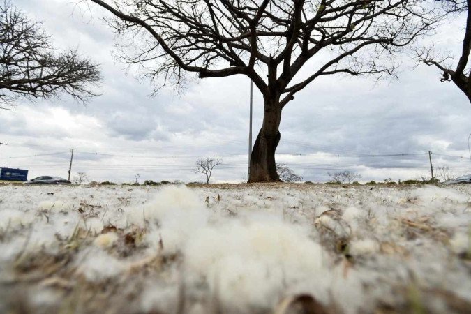São mais de 80 mil paineiras espalhadas por todo o DF - (crédito: Minervino Júnior/CB/D.A.Press) São mais de 80 mil paineiras espalhadas por todo o DF - (crédito: Minervino Júnior/CB/D.A.Press)