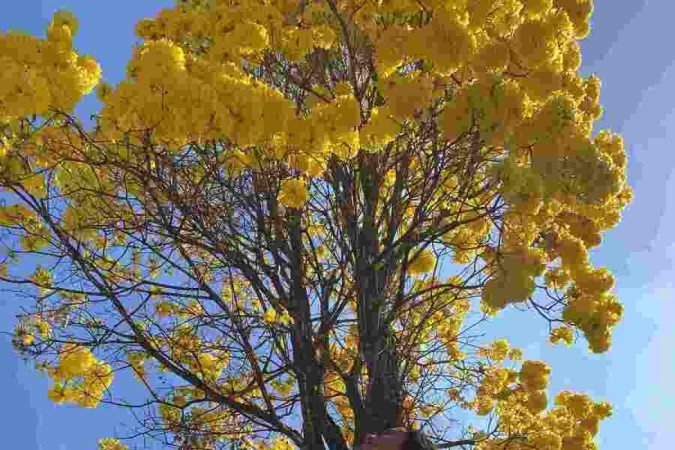  14/08/2022 Crédito: Isabela Berrogain/CB. Cidades. Ipe amarelo. Na Foto Natália Aragão.