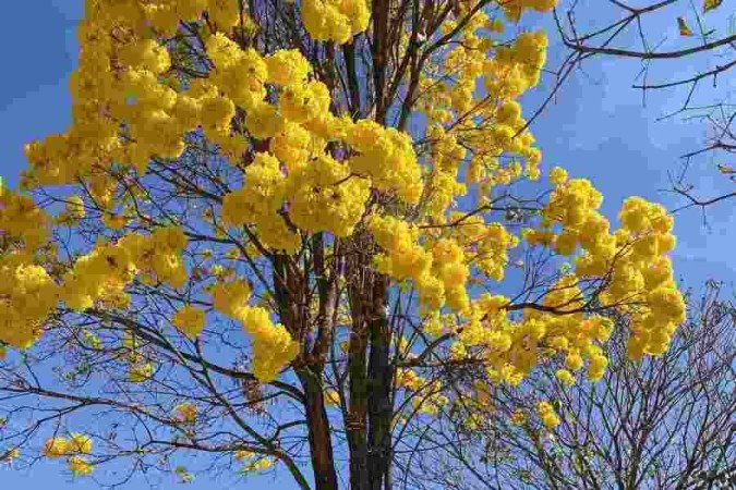  14/08/2022 Crédito: Isabela Berrogain/CB. Cidades. Ipe amarelo. Na Foto Lina Távora leva os filhos Raul e Alice para apreciar a beleza dos ipês.