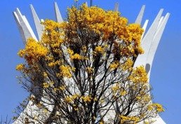 Artigo: A vida a céu aberto