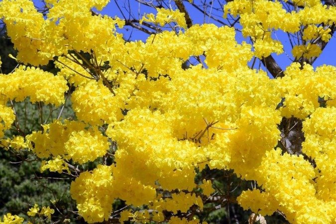  15/08/2022 Crédito: Marcelo Ferreira/CB/D.A Press. Brasil. Brasilia - DF -  Brasíla quadra 402 Norte pessoas aproveitam a floração do ipê amarelo para tirar fotografias.