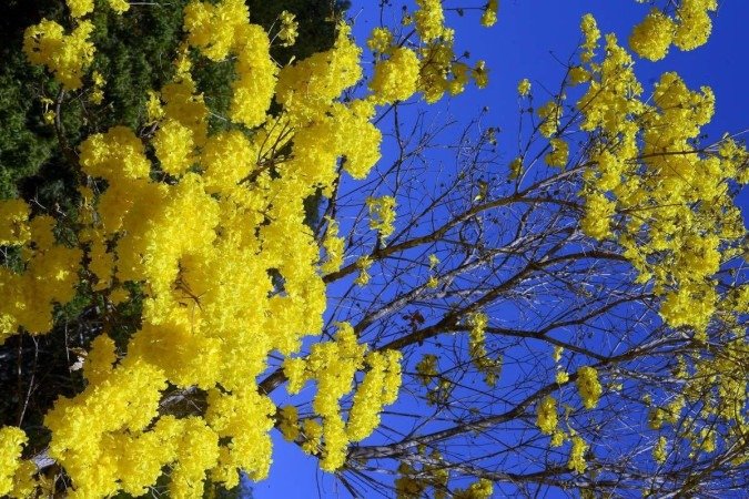  15/08/2022 Crédito: Marcelo Ferreira/CB/D.A Press. Brasil. Brasilia - DF -  Brasíla quadra 402 Norte pessoas aproveitam a floração do ipê amarelo para tirar fotografias.