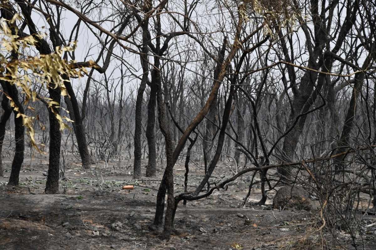 Incêndios florestais deixam ao menos 38 mortos na Argélia