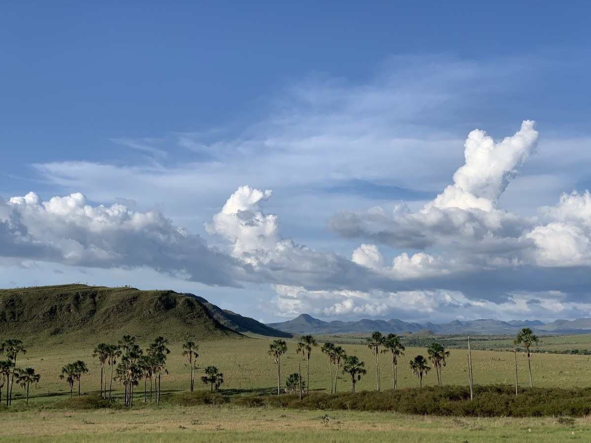 Quase 80% do desmatamento do Cerrado mato-grossense é ilegal