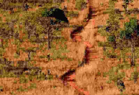 Fotografia do cerrado por Zuleika de Souza, fotojornalista e uma das curadoras do Foto BSB