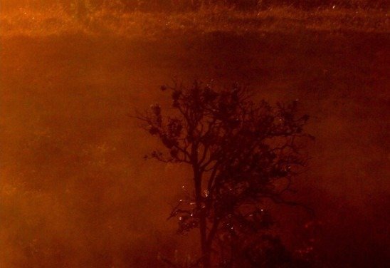 Fotografia do cerrado por Zuleika de Souza, fotojornalista e uma das curadoras do Foto BSB