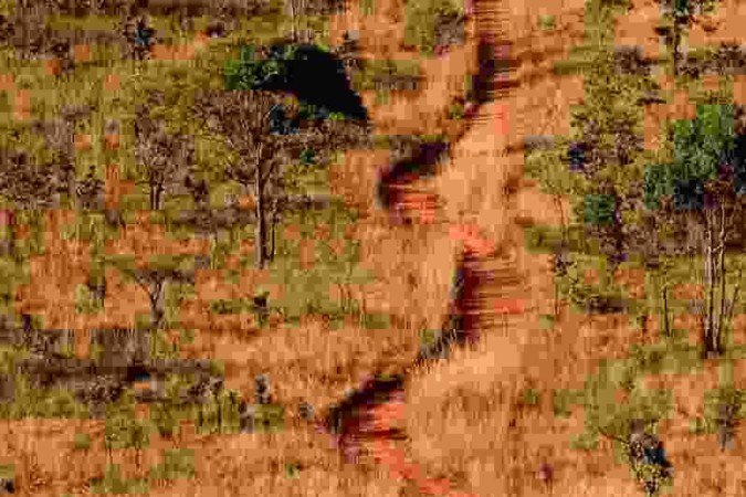 Fotografia do cerrado por Zuleika de Souza, fotojornalista e uma das curadoras do Foto BSB