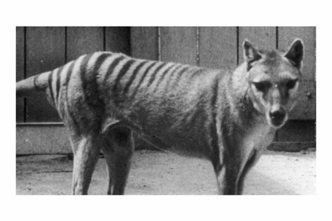 Um tigre-da-Tasmânia fotografado no zoológico de Hobart, na Austrália, em algum momento do ado - (crédito: Getty Images) Um tigre-da-Tasmânia fotografado no zoológico de Hobart, na Austrália, em algum momento do ado - (crédito: Getty Images)