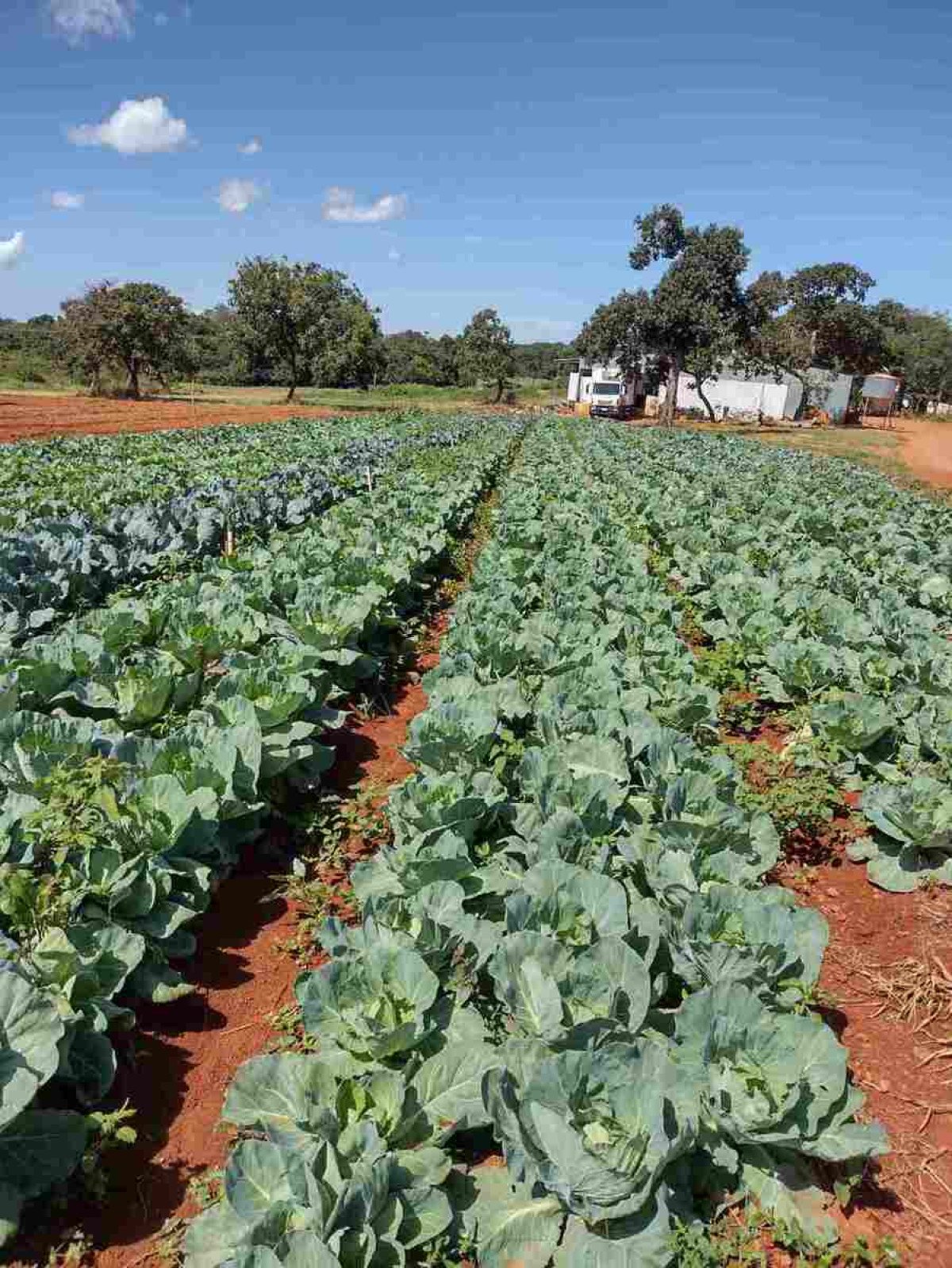BNDES amplia crédito a pequenos produtores rurais por meio de fundo