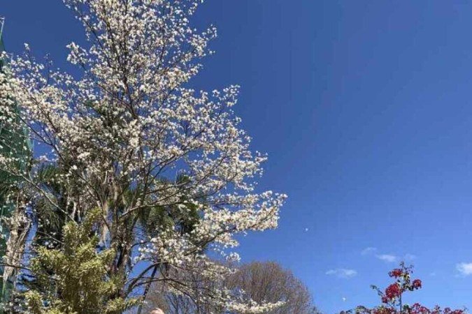 A estudante Beatriz Teotônio gostou da experiência de dedicar o fim de semana para procurar ipês brancos por Brasília