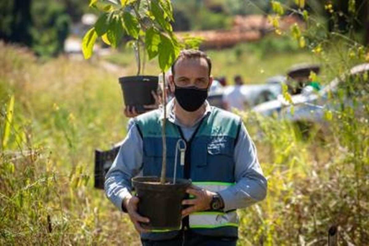 Cientistas da UFV clonam árvores de espécies raras para recuperar área