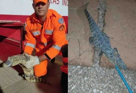 Divulgação/Corpo de Bombeiros