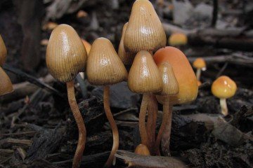 Cogumelos do gênero Psiloybe contêm uma substância que se liga a um receptor de serotonina no cérebro, alterando padrões comportamentais -  (crédito: Shanron/Divulgação )