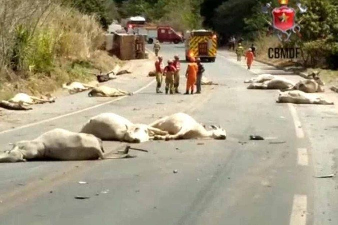 A cena de caos, após o atropelamento dos animais - (crédito: Soinp/Divulgacao) A cena de caos, após o atropelamento dos animais - (crédito: Soinp/Divulgacao)