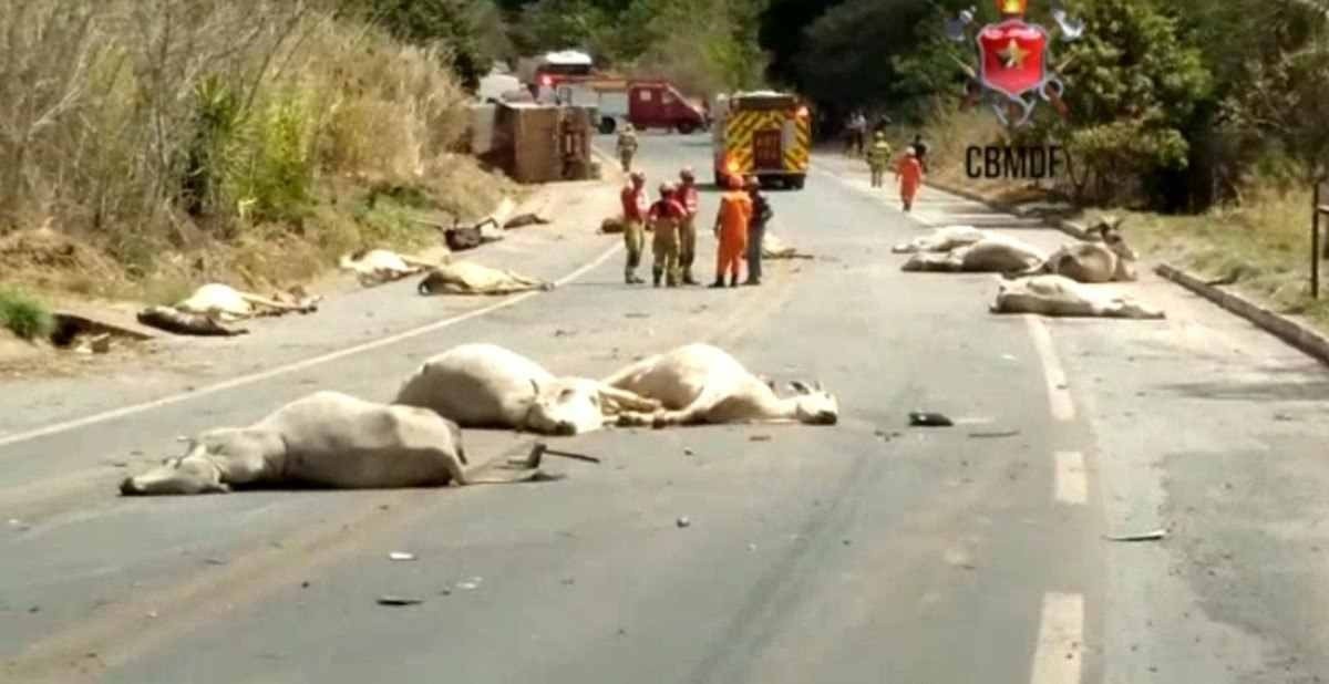 Mais de 20 bois morrem atropelados em acidente na DF-205, em Sobradinho 2