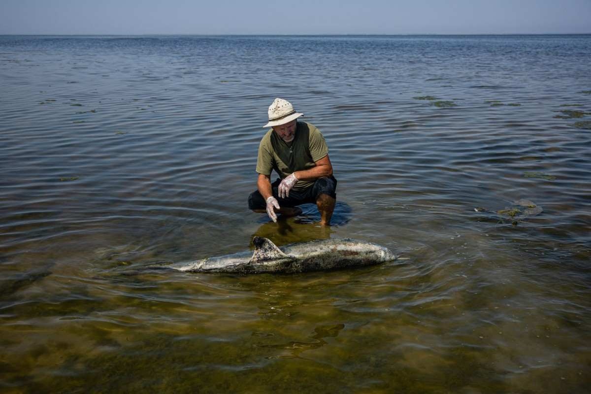 Cientista ucraniano conta os golfinhos mortos pela guerra