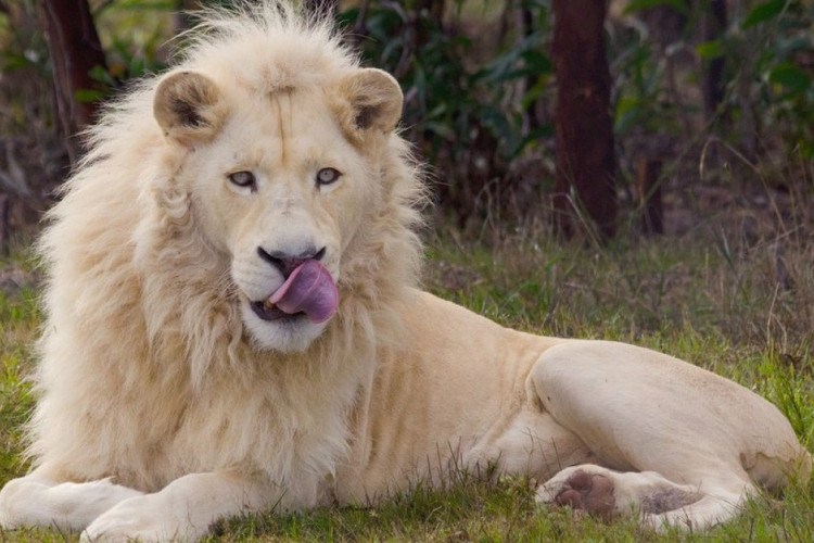 Leões matam homem que tentou invadir zoológico em Gana