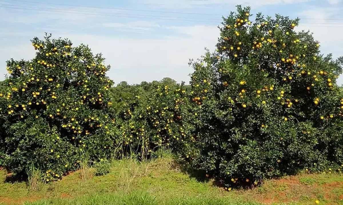 Discussão entre colhedores de laranja termina com um deles gravemente ferido