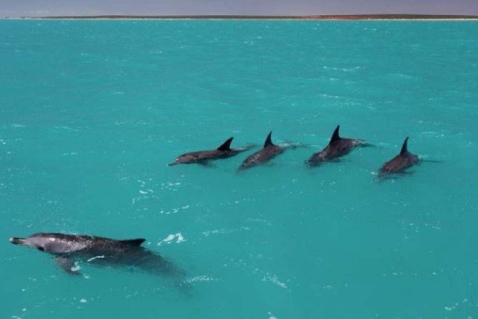  (crédito: Simon Allen)