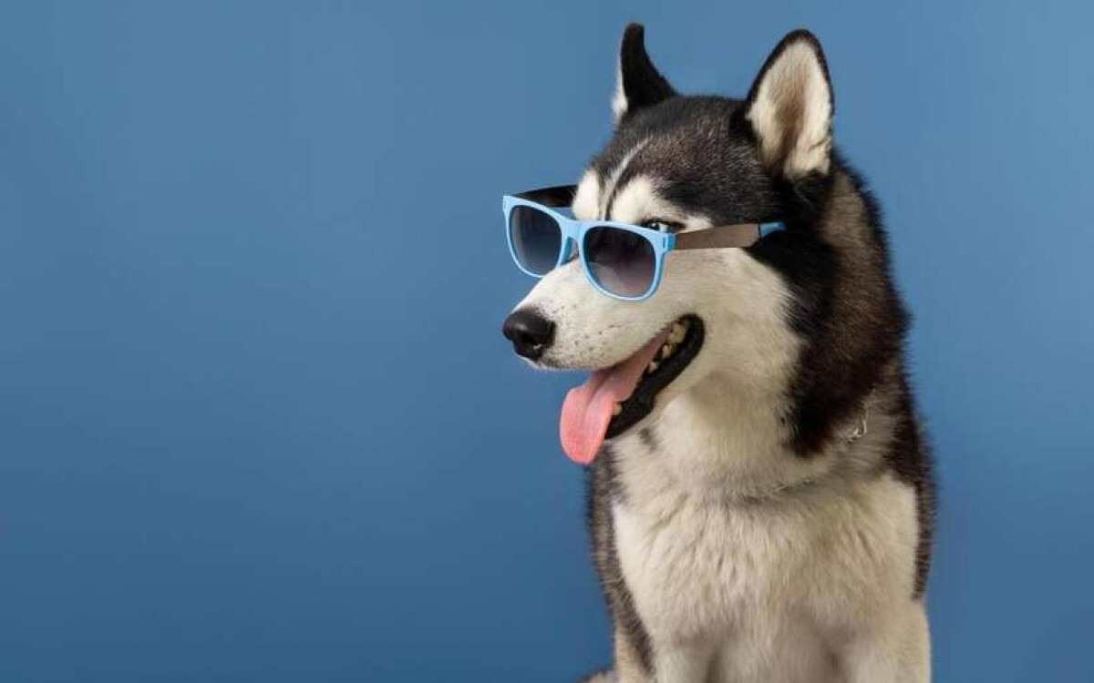 Catarata, umas das principais causas de cegueira, também afeta cães