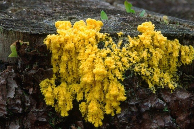 Uma criatura amarela que mora na floresta e não tem cérebro, mas é capaz de pensar - (crédito: RONALD GRANT) Uma criatura amarela que mora na floresta e não tem cérebro, mas é capaz de pensar - (crédito: RONALD GRANT)