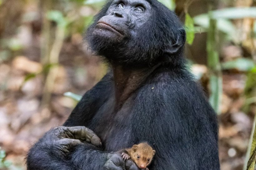 Campanha De Macacos Fofos Para Amar Seu Animal De Estimação