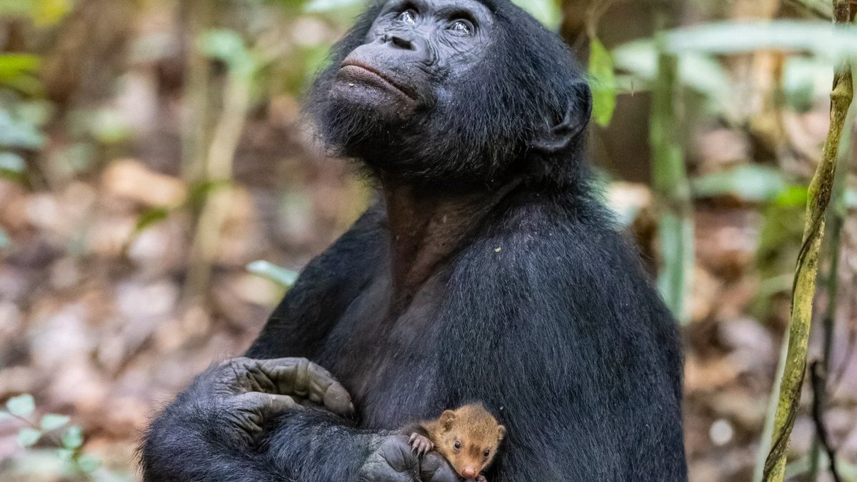 A intrigante imagem de macaco com mangusto no colo que concorre a prêmio de fotos de vida selvagem