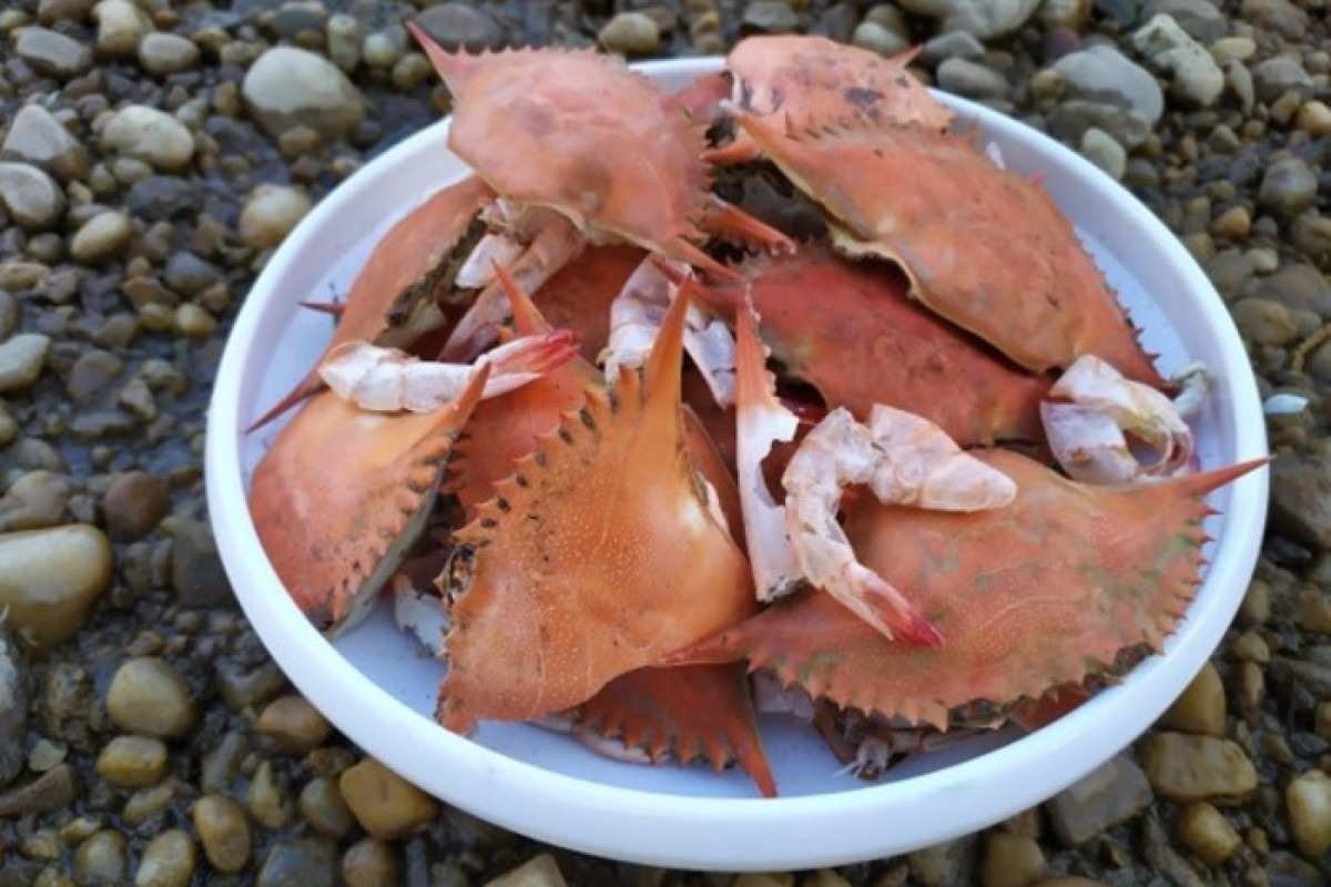 Bateria feita de cascas de caranguejo é aposta biodegradável