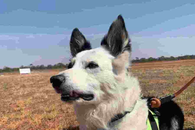  (crédito:  Isabela Berrogain/CB/D.A Press)