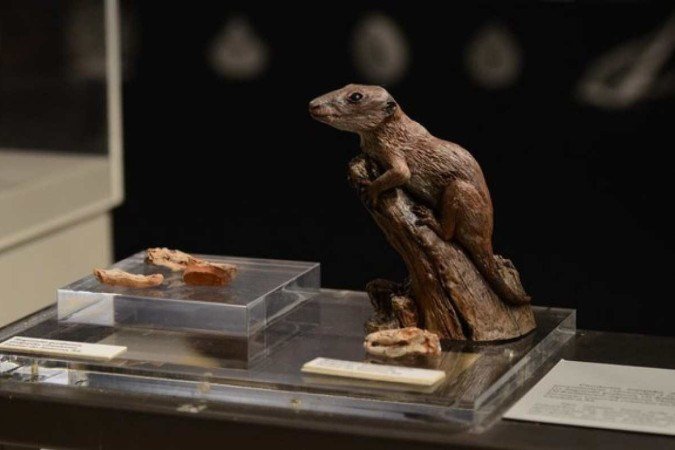  (crédito:  Rochele Zandavalli/ UFRGS/Divulga&ccedil;&atilde;o)