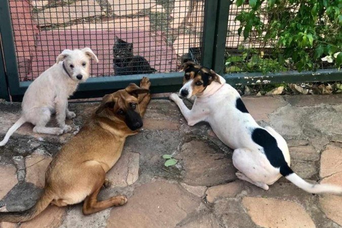 Nena (peluda), Gaya (caramelo), Amora (à direita) e a gata Lila.