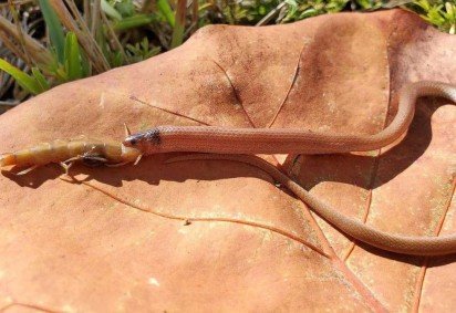 A 'Tantilla oolitica' é difícil de ser encontrada porque costuma viver entre rochas -  (crédito: Drew Martin/Florida Fish and Wildlife Research Institute)