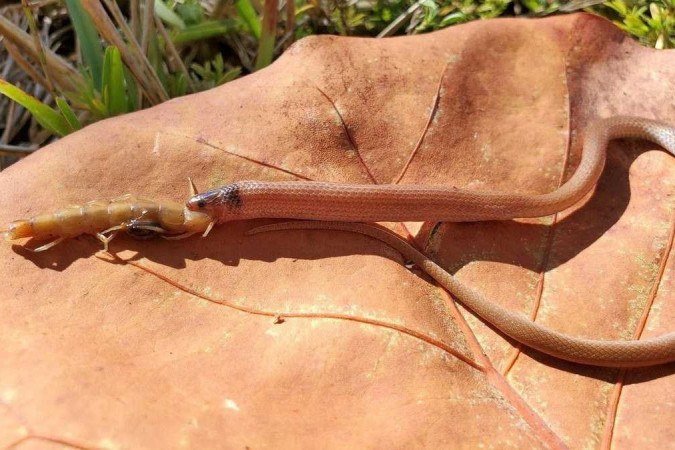 A 'Tantilla oolitica' é difícil de ser encontrada porque costuma viver entre rochas - (crédito: Drew Martin/Florida Fish and Wildlife Research Institute) A 'Tantilla oolitica' é difícil de ser encontrada porque costuma viver entre rochas - (crédito: Drew Martin/Florida Fish and Wildlife Research Institute)