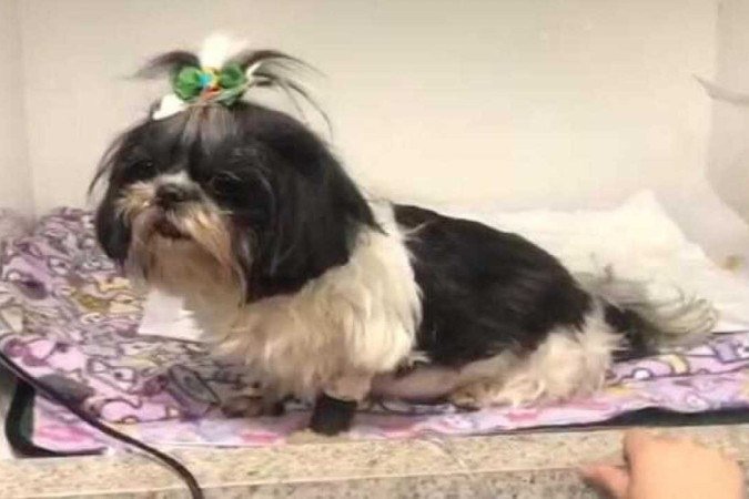 Mallu (foto) morreu em 6 de setembro após comer petisco contaminado. Cerca de 50 cães morreram após ingerirem petiscos supostamente contaminados por monoetilienoglicol - (crédito: Arquivo Pessoal)) Mallu (foto) morreu em 6 de setembro após comer petisco contaminado. Cerca de 50 cães morreram após ingerirem petiscos supostamente contaminados por monoetilienoglicol - (crédito: Arquivo Pessoal))