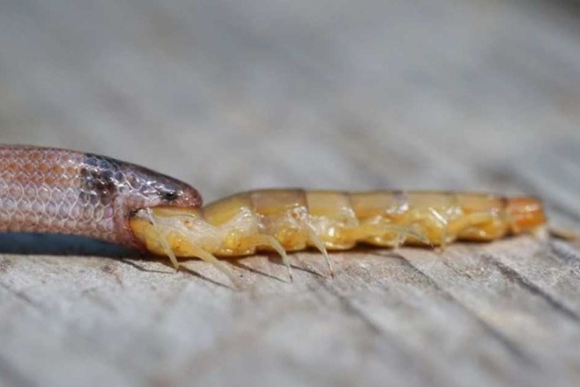 Rare copper dies while feeding on centipede 
