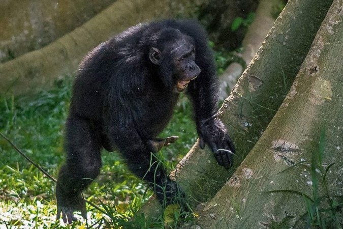 Os chimpanzés combinam 'chamadas de longa distância' com batidas nos caules das árvores - (crédito: A Soldati) Os chimpanzés combinam 'chamadas de longa distância' com batidas nos caules das árvores - (crédito: A Soldati)
