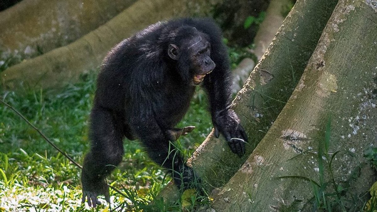 O batuque particular de chimpanzés em árvores para se comunicarem na selva