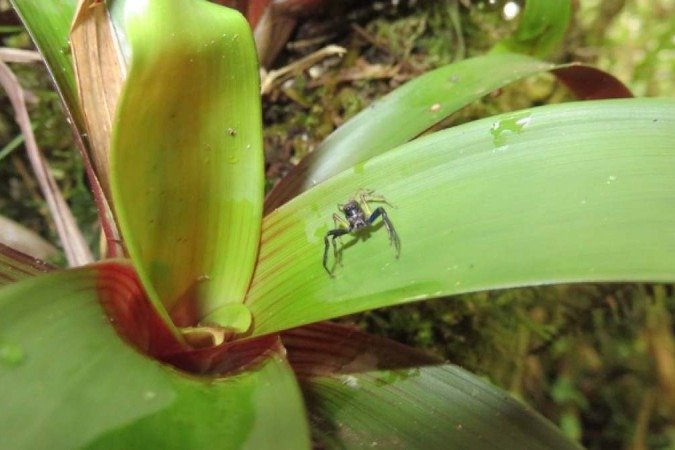  (crédito: Felicity Newell/Divulgação )