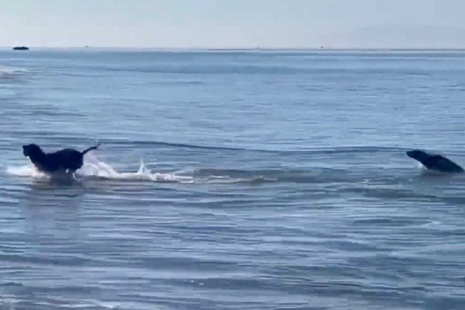 Registro de foca jugando con un perro en una playa de EE.UU. se ha vuelto viral