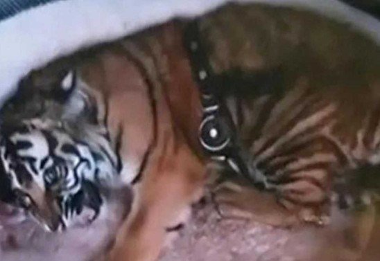 Divulgação/ Departamento de Caça e Pesca do Novo México