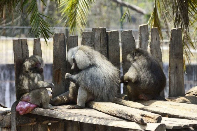 O Jardim Zoológico de Brasília estará aberto das 8h30 às 17h - (crédito: Marcelo Ferreira/CB/D.A Press) O Jardim Zoológico de Brasília estará aberto das 8h30 às 17h - (crédito: Marcelo Ferreira/CB/D.A Press)