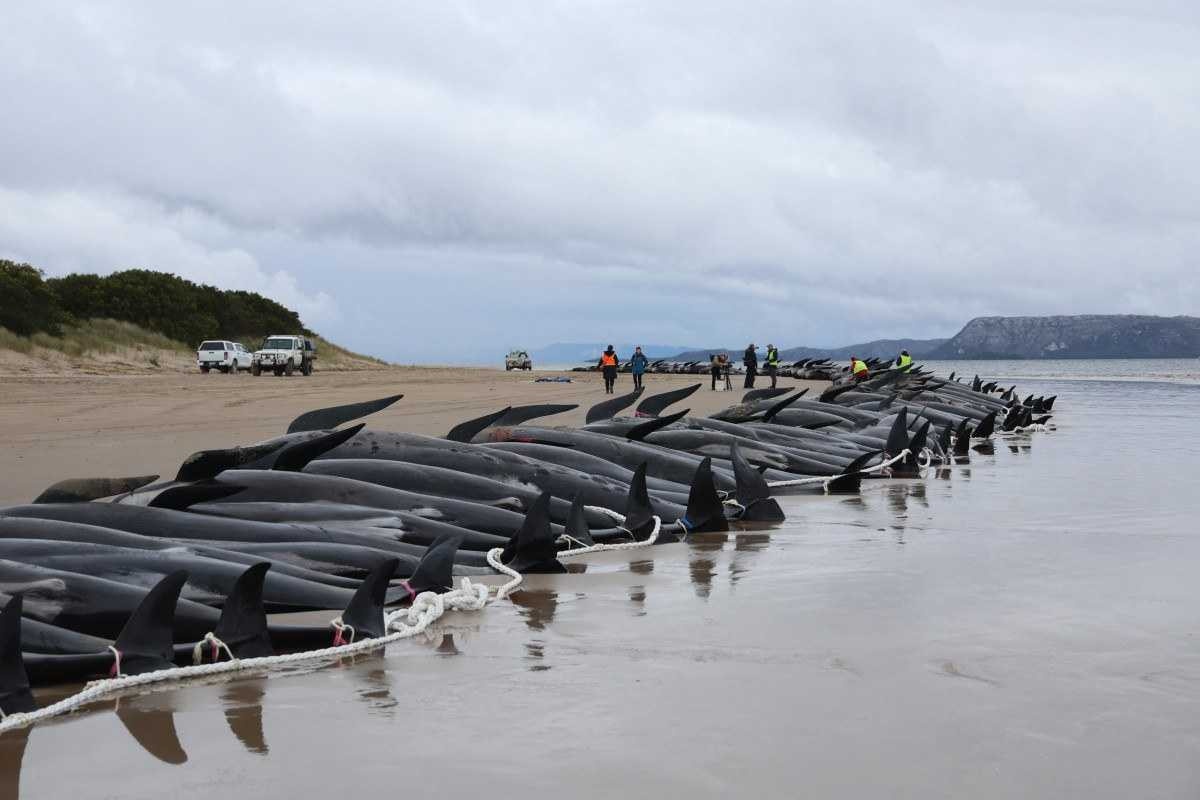 Corrida contra o tempo para salvar baleias encalhadas em praia da Austrália