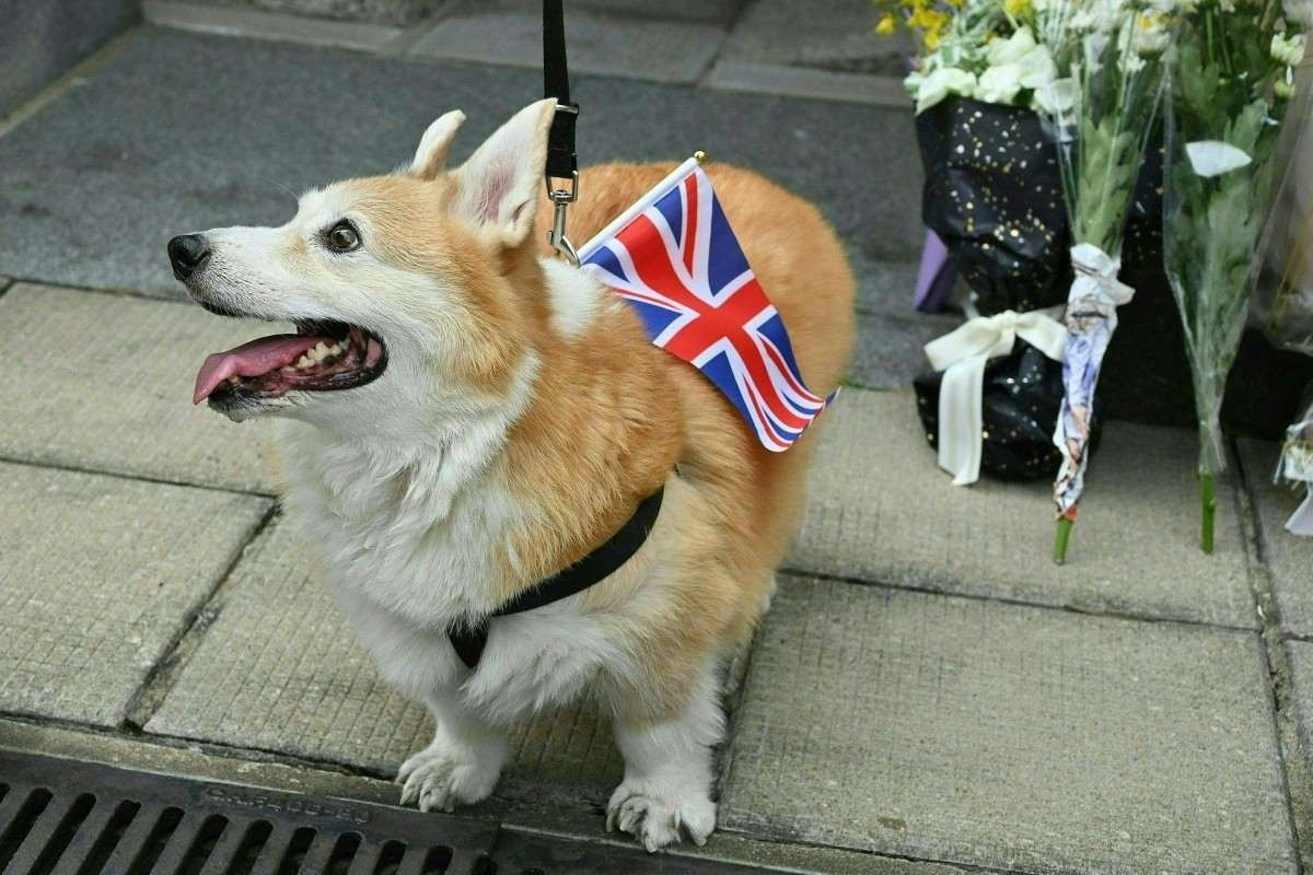 Preço de cães da raça corgi bate recorde após morte de Elizabeth II