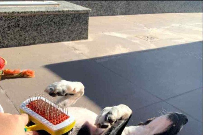 Loki durante a escovação 