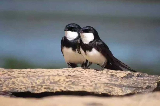 Andorinhas-de-coleira namoram sobre as pedras do Rio Paraopeba. Espécie ameaçada de extinção - (crédito: Gabriele Andreia da Silva) Andorinhas-de-coleira namoram sobre as pedras do Rio Paraopeba. Espécie ameaçada de extinção - (crédito: Gabriele Andreia da Silva)